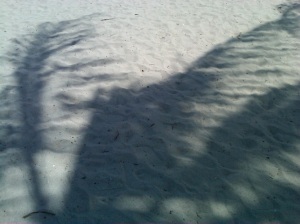 Palm Tree Shadow on Sand